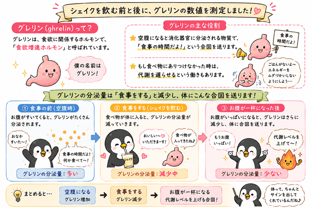 alt="思い込みは現実を変える？濃厚ミルクシェイク実験で使われたグレリン（食欲ホルモン）の働きと、食事前後の変化を解説したイラスト。"